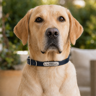 PawCollar Buli עם חריטה אישית